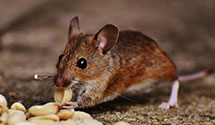 24 Hour & Emergency Exterminators in Stuart, NE